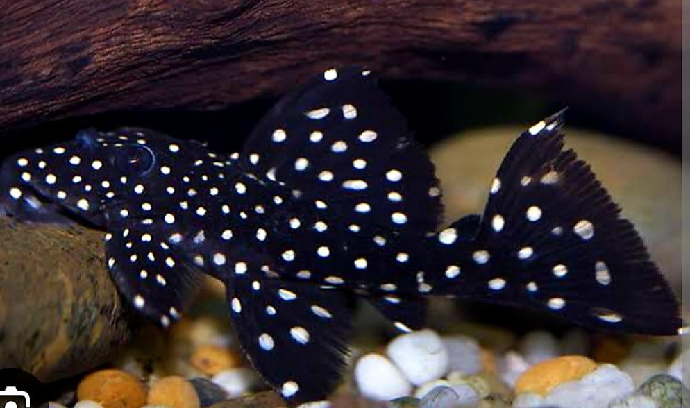 2 schitterende L240 pleco