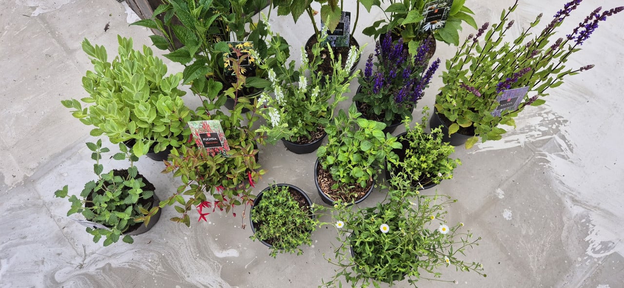 Vaste planten, verantwoord gekweekt.