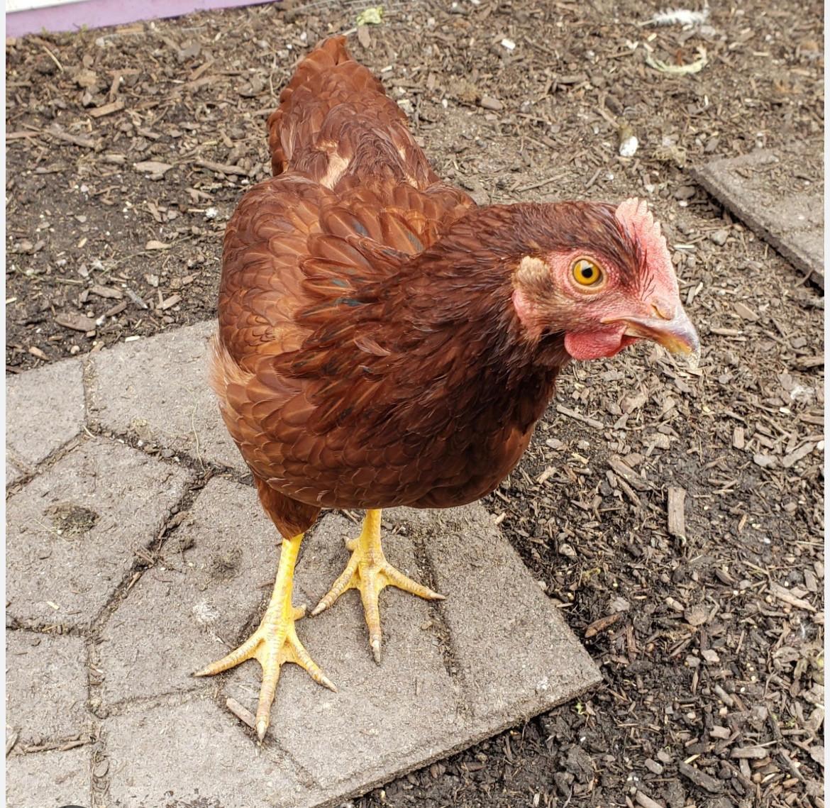 Rhode island red haan