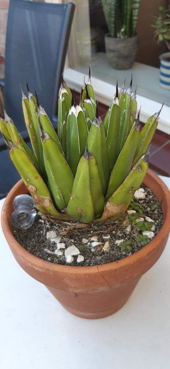 Vetplant Succulent