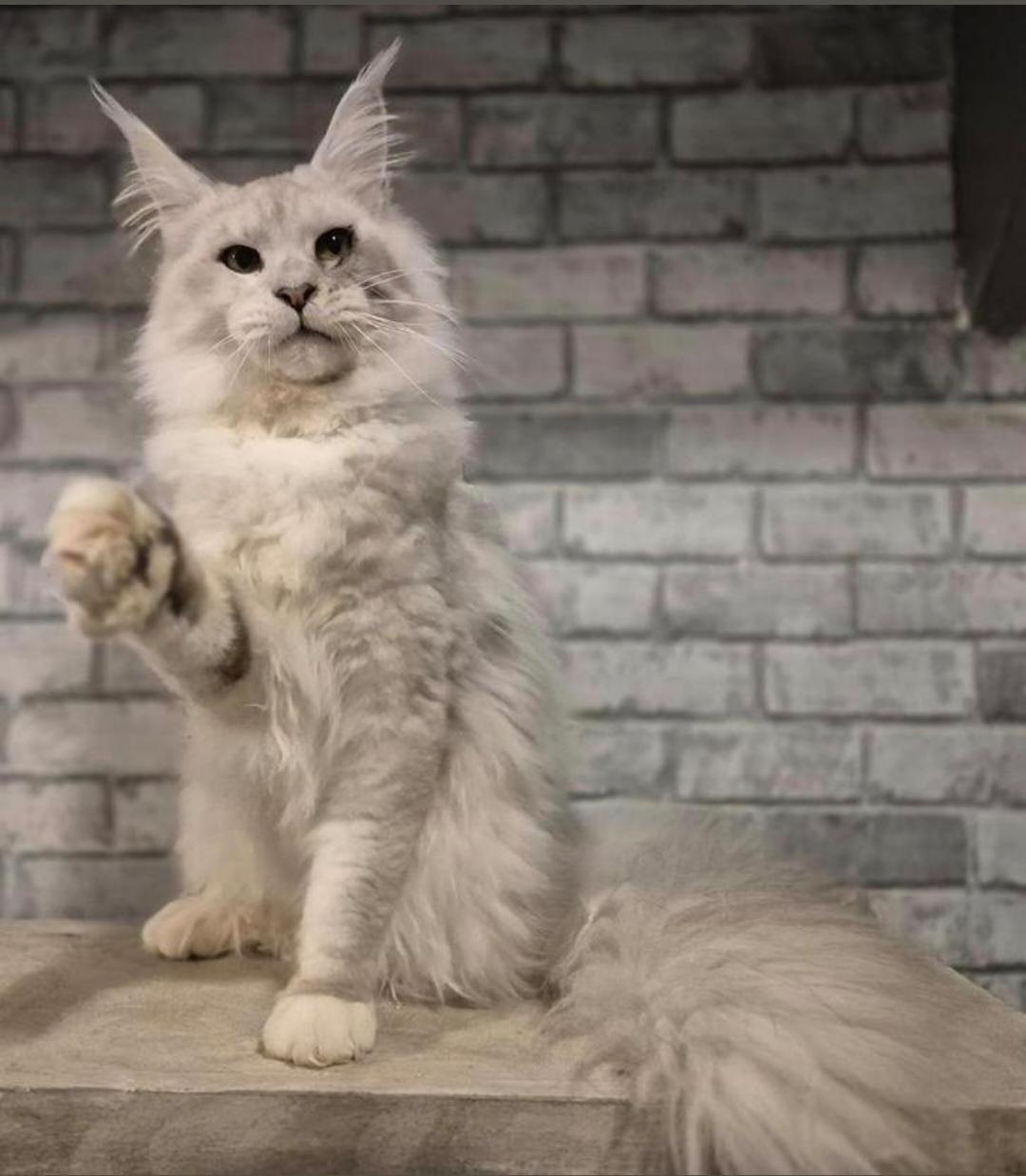 Maine coon dekkater met stamboom,black silver shaded