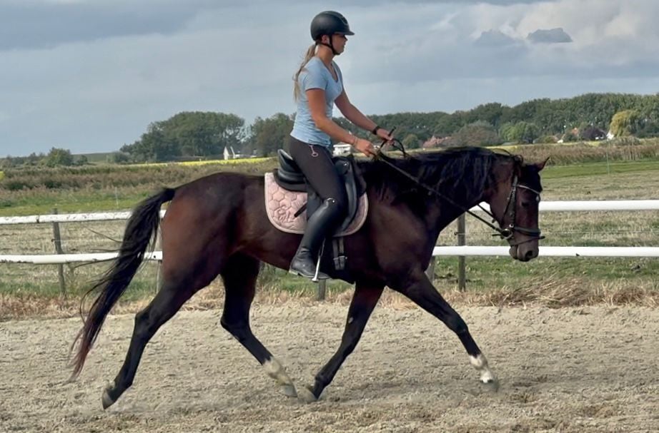 Lieve knappe kwpn'er