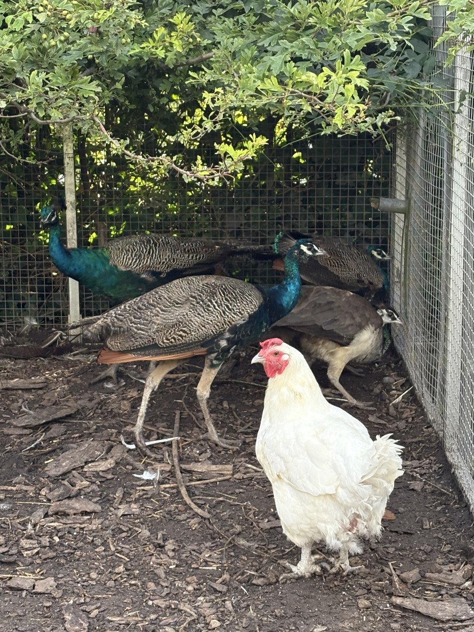 Jonge blauwe pauwen