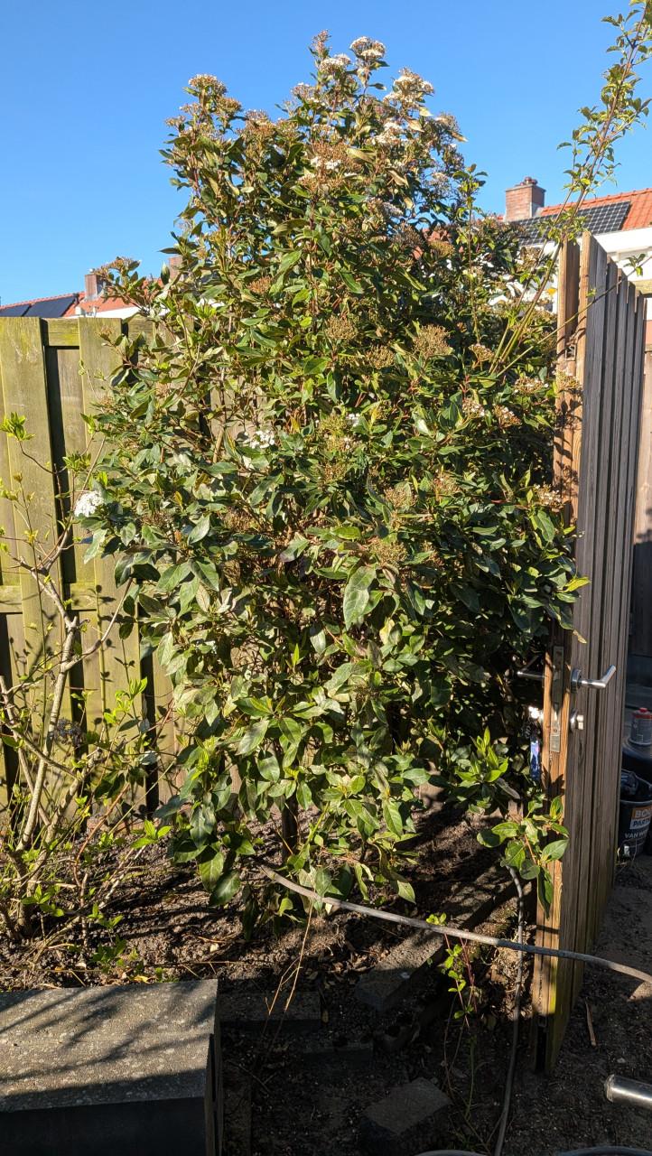 Gratis Viburnum plant