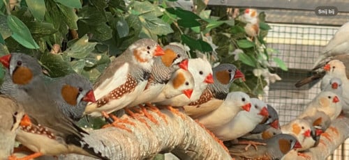 20 zebravinkjes te koop