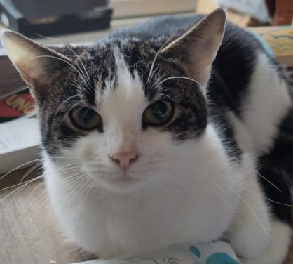 Poes / kattin 10 maanden zoekt nieuw huisje