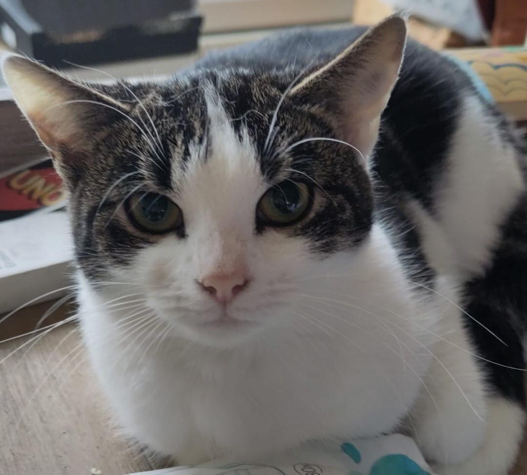 Poes / kattin 10 maanden zoekt nieuw huisje