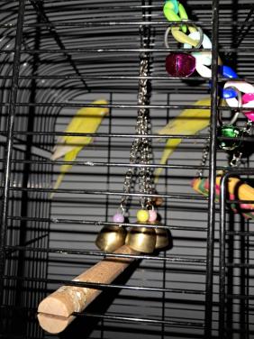 2 gele parkieten Gereserveerd