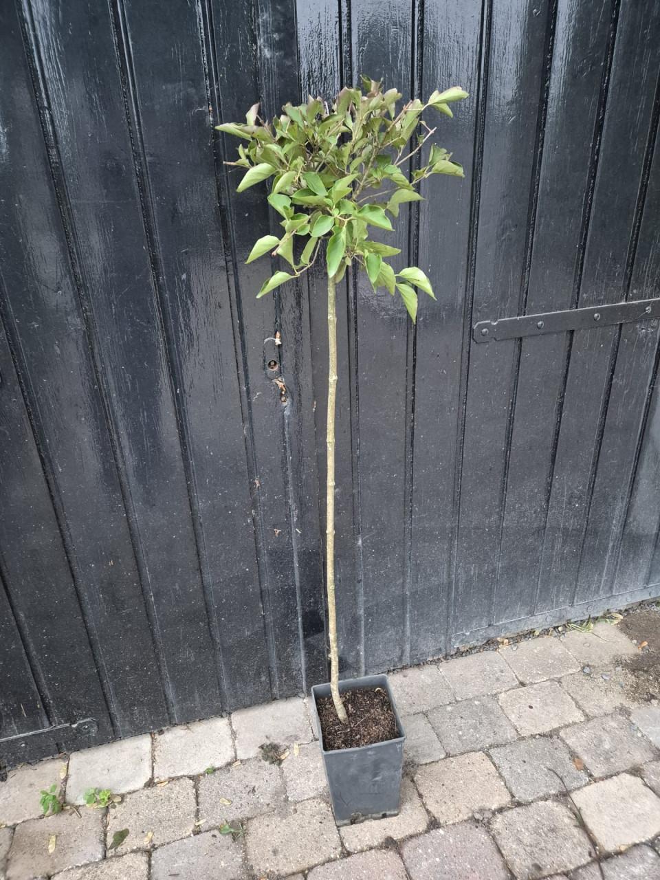 Dwergsering 'Miss Kim' op stam