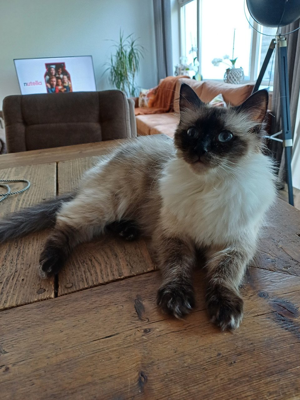 Ragdoll poes.met blauwe ogen net 1 jaar