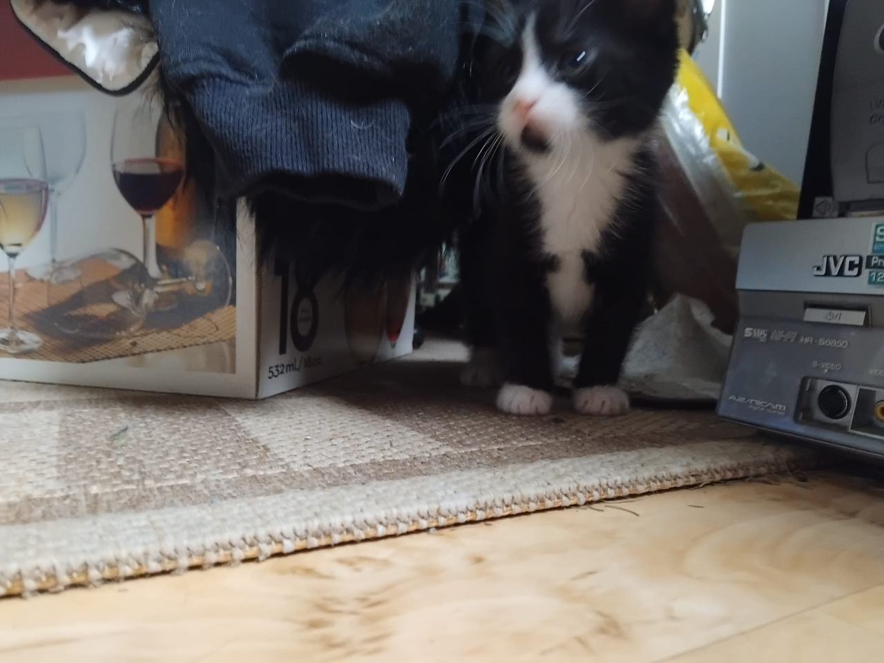 Super schattige kitten