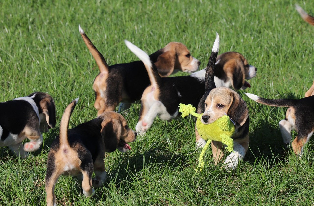 Beagle pups