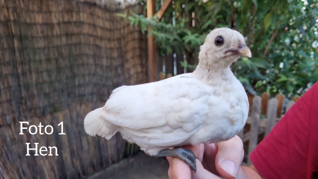 Sebright kuikens