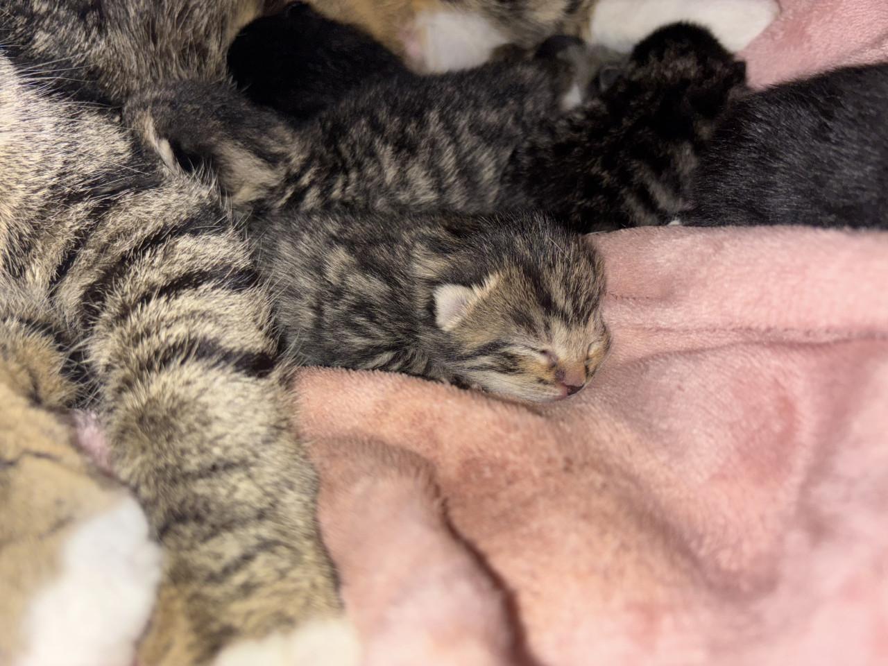 Kittens zoeken gouden mandje 🤩❤️😸