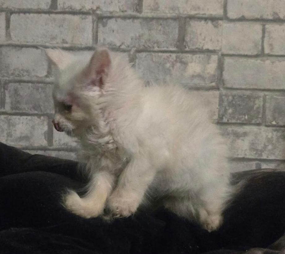 Volbloed maine coon kittens