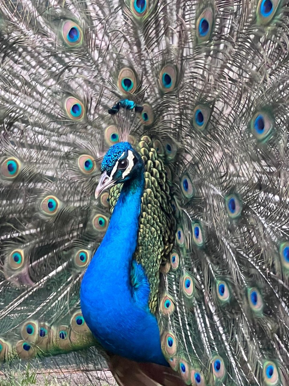 Jonge blauwe pauwen