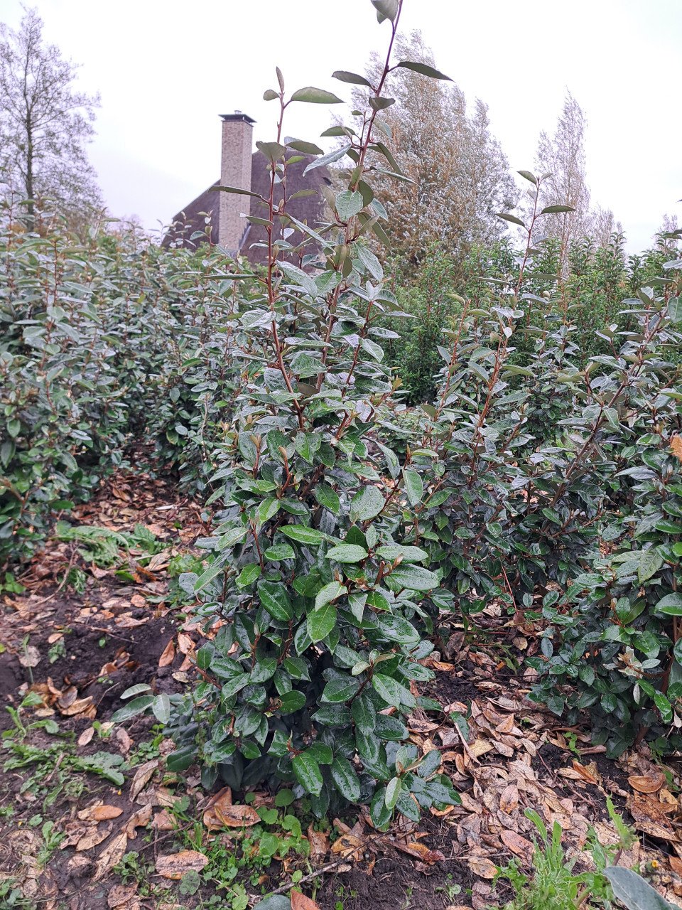 Olijfwilg (Elaeagnus)