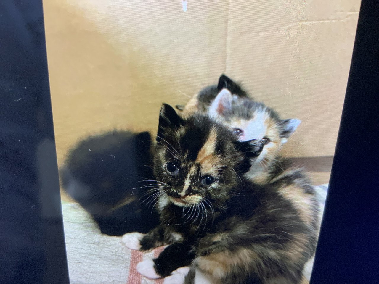 Kittens
