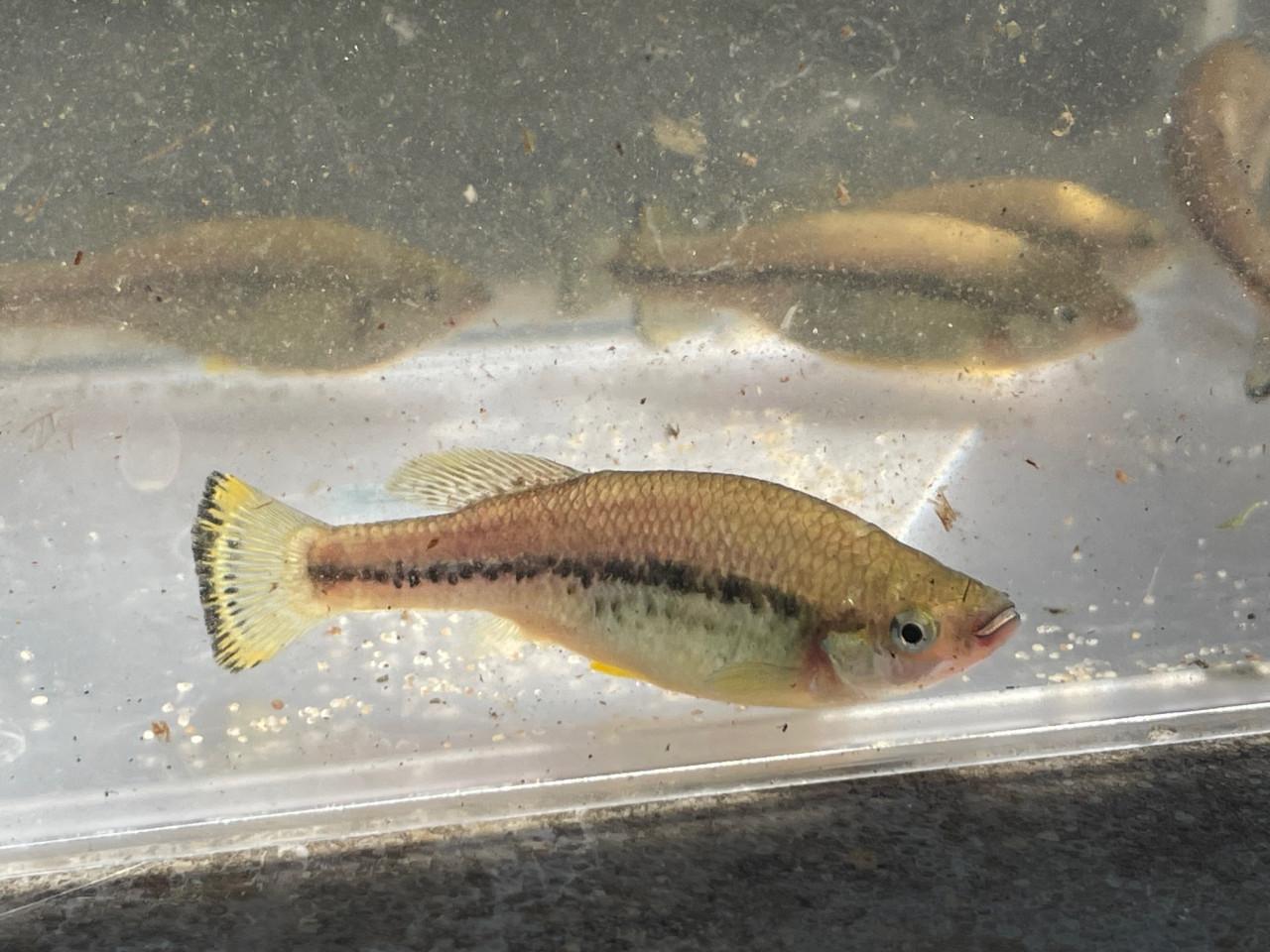 Ilyodon Furcidens "Cuauhtémoc"