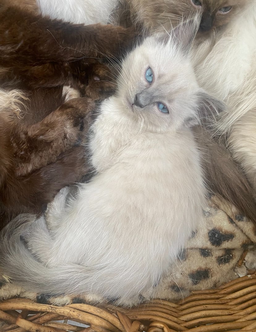 Kittens ragdoll 1 mannetje 1 vrouwtje blue points