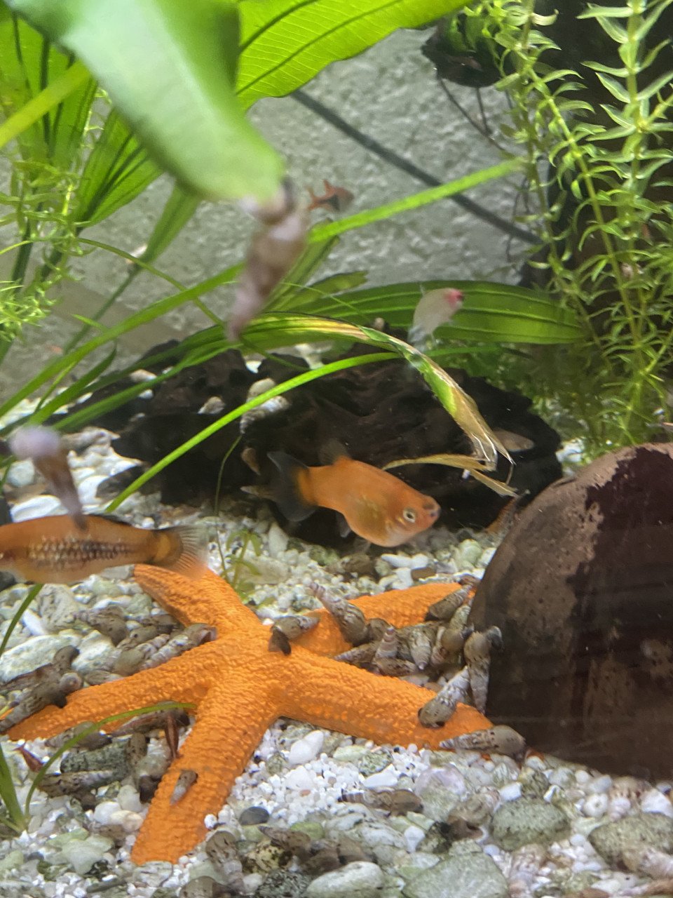 Aquariumvissen