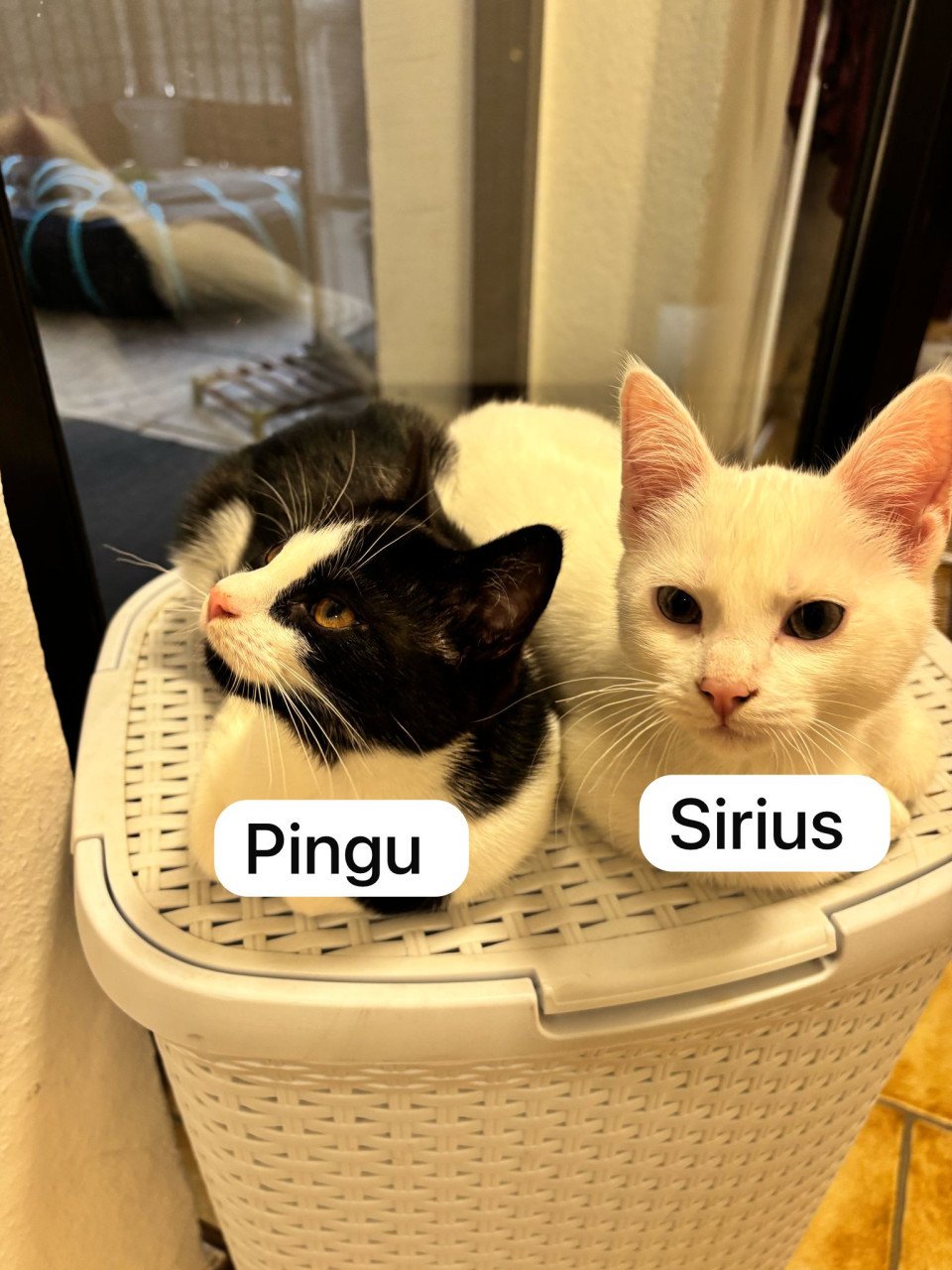 Kittens
