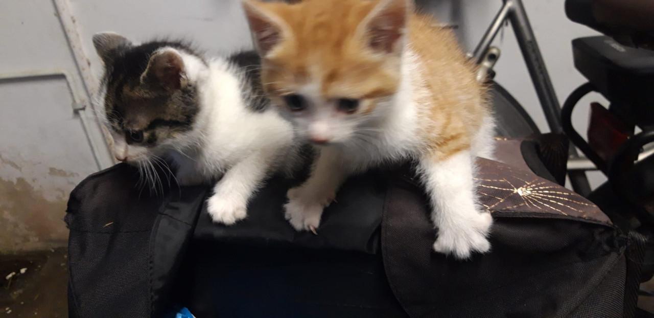 Wij 4 broertjes zoeken een nieuw baasje