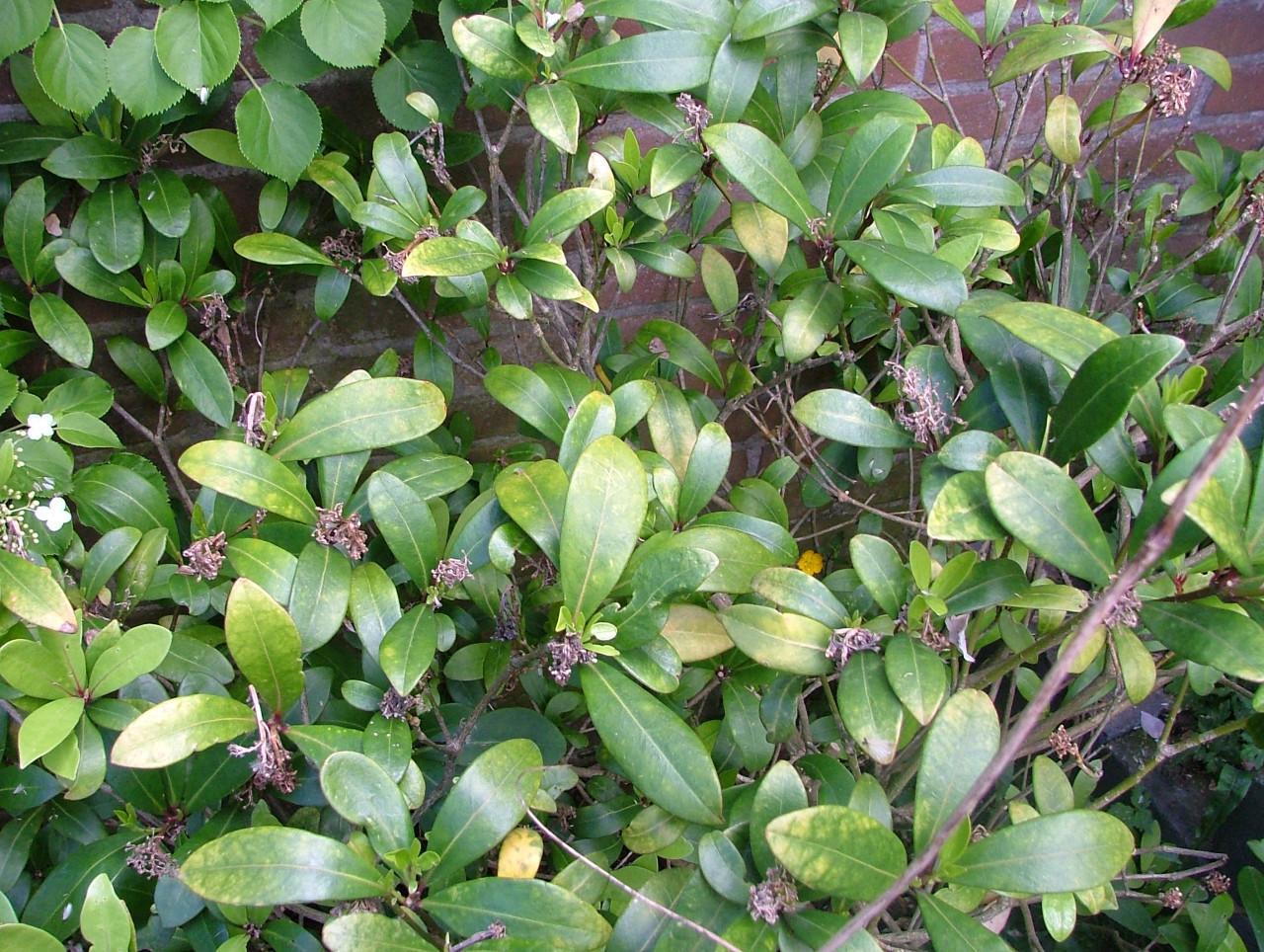 Skimmia