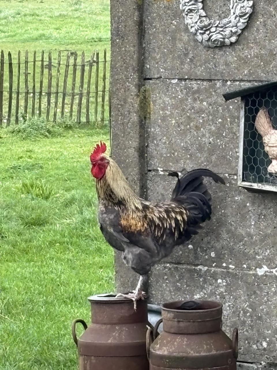 Verschillende kleuren broedeieren.
