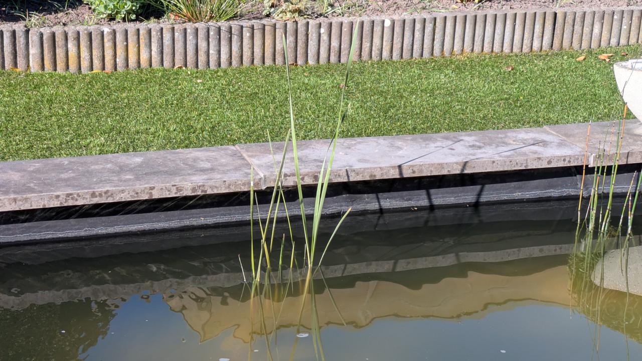 Vijverplant kleine lisdodde in mand 18x18cm