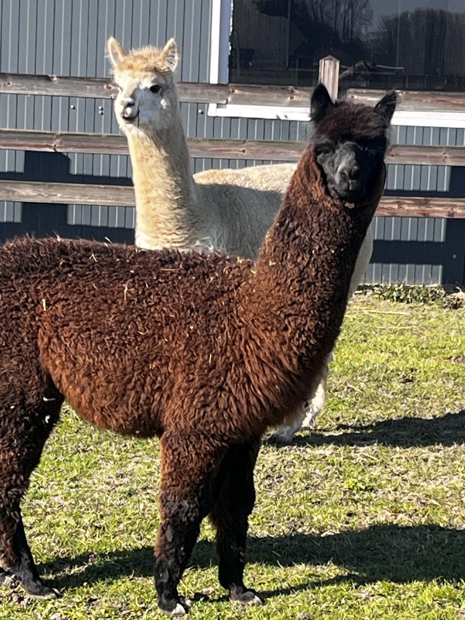 Alpaca hengstje
