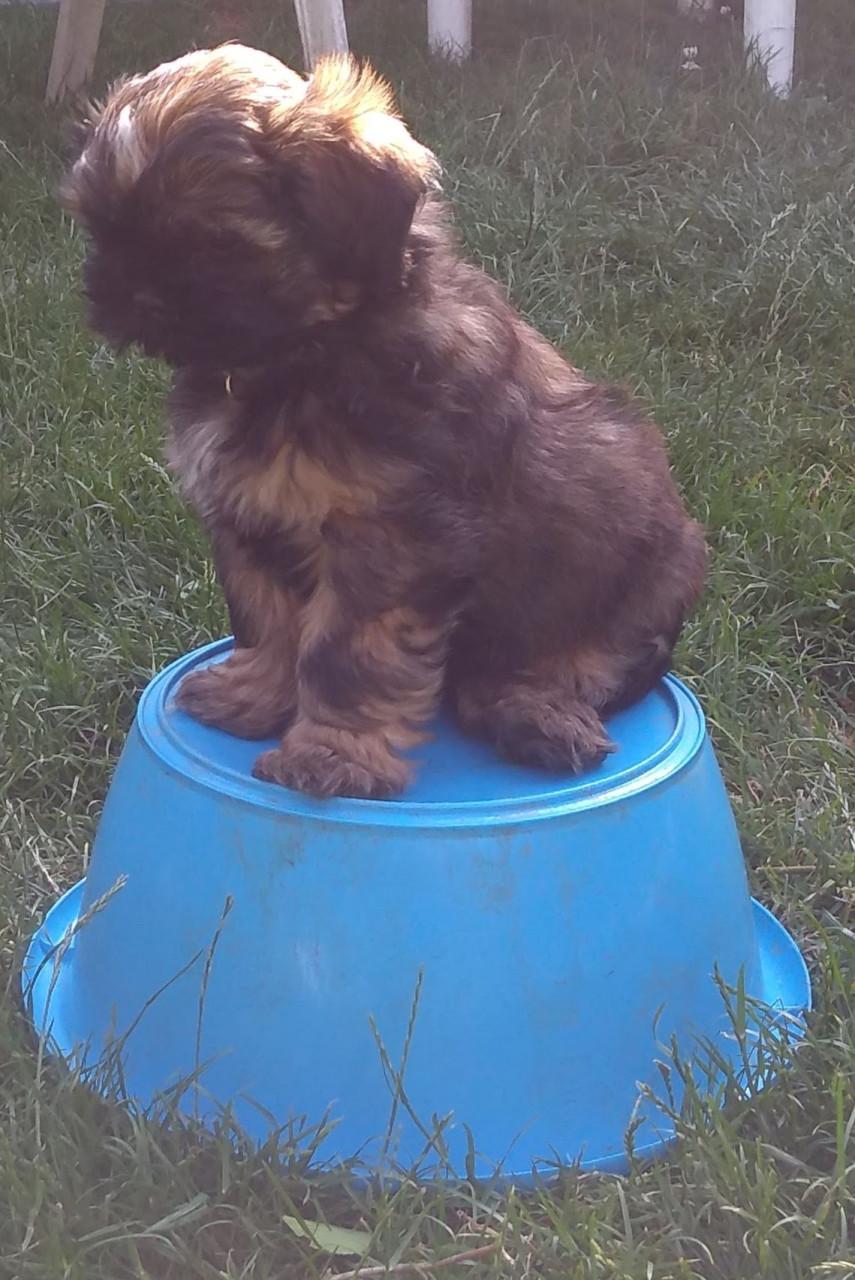 Hondenschool ter lering en vermaak