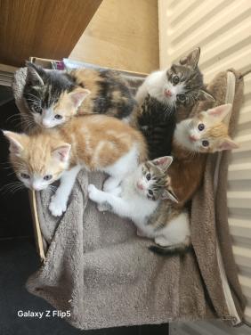 Kittens