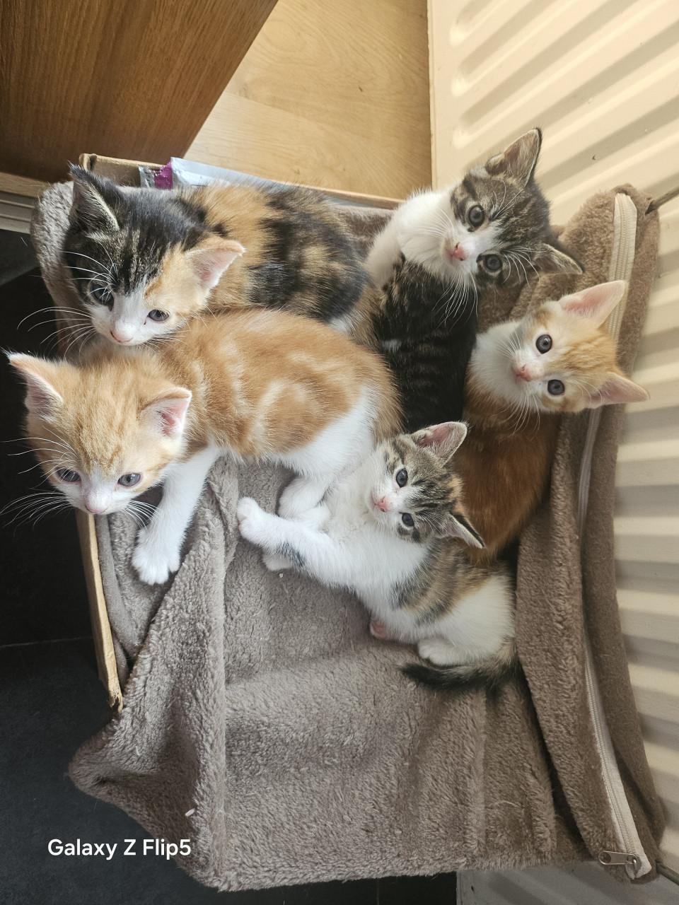 Kittens