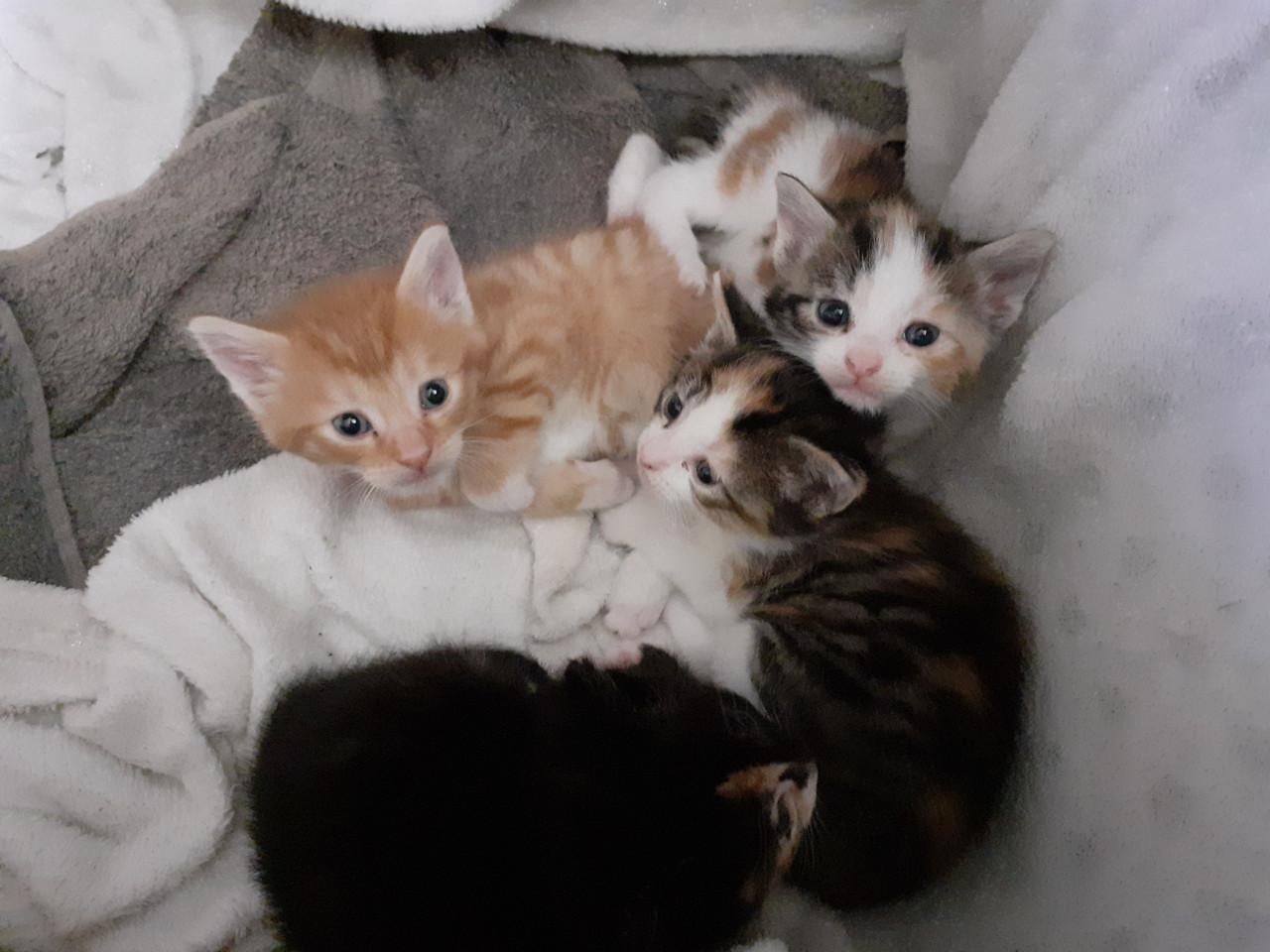 Kittens