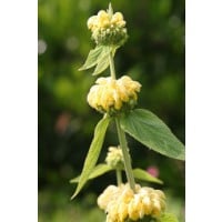 Brandkruid/etageplant