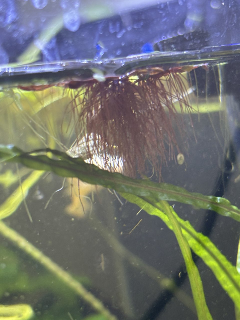 Aquarium rode drijfplant