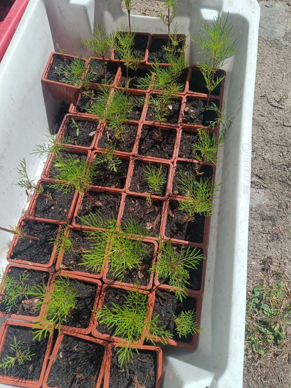 Cosmea stekjes biologisch