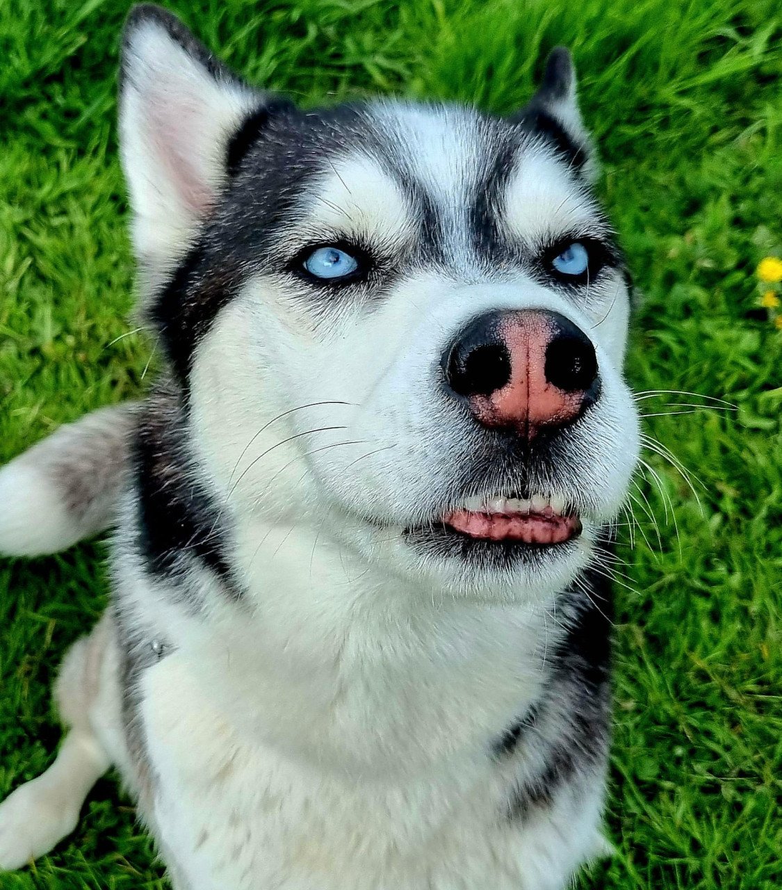 Oppas voor 2 lieve honden gevraagd