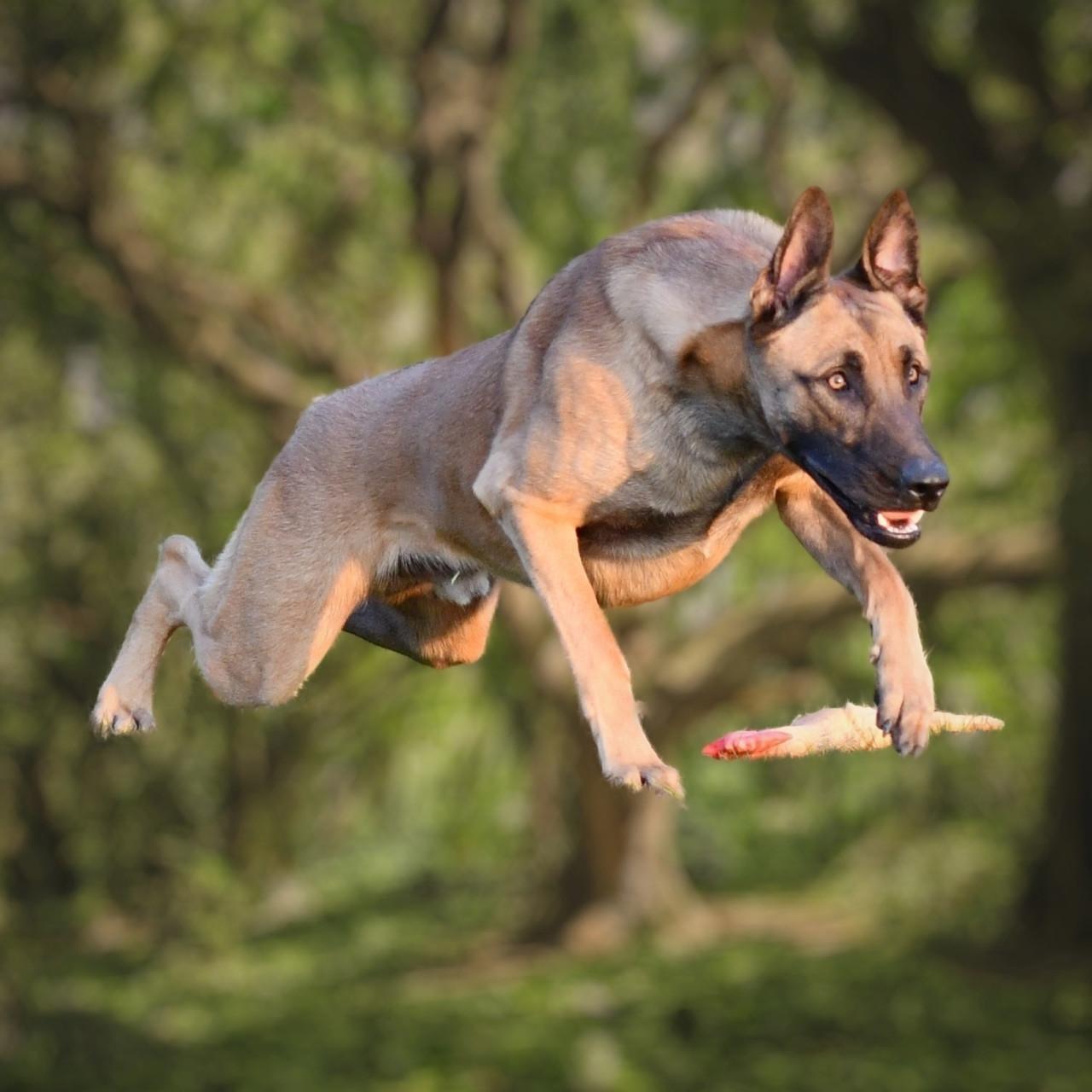 Aangeboden voor een superhuis: Prachtige Mechelse herder reu (4 jaar)