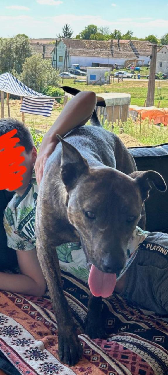 3 jarige sociale reu, Stafford/herder mix