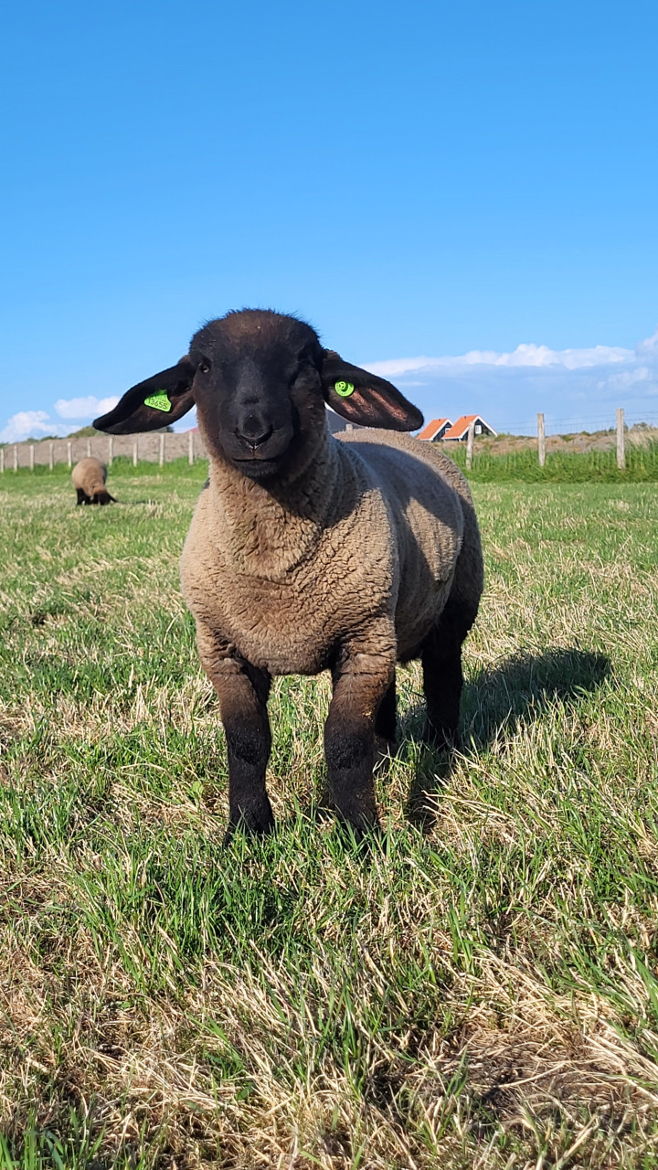Suffolk ramlammeren