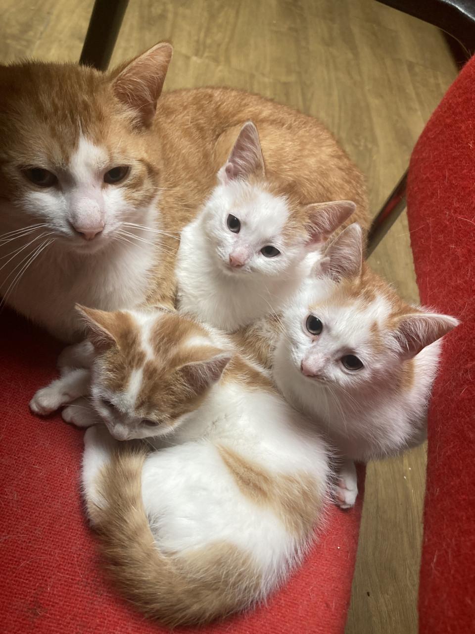 Kittens