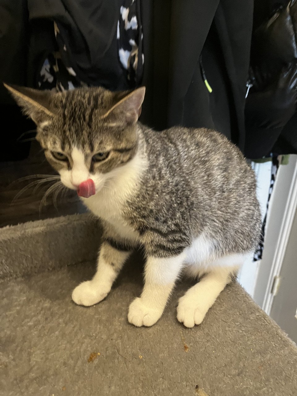 Kitten te koop