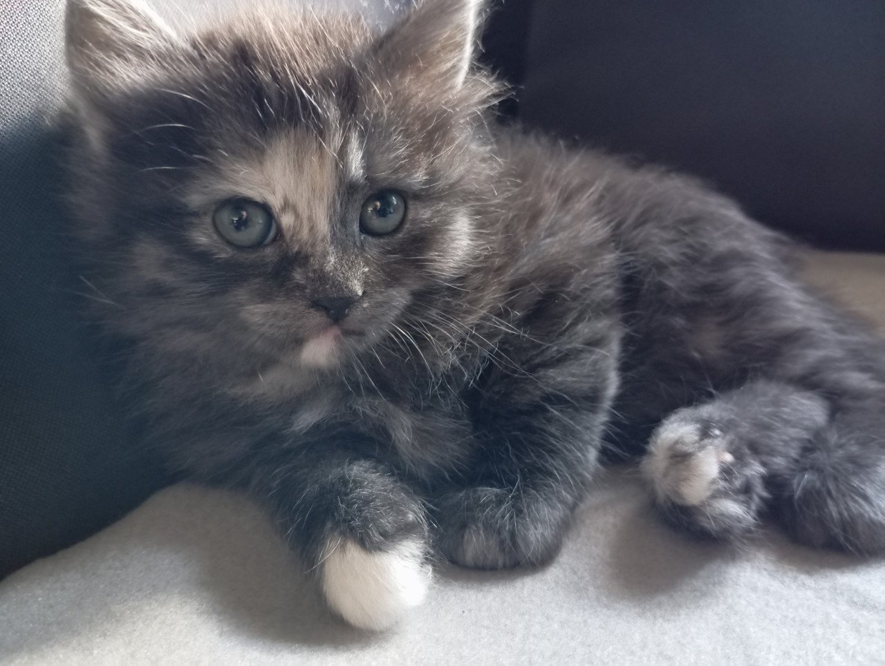 Kittens