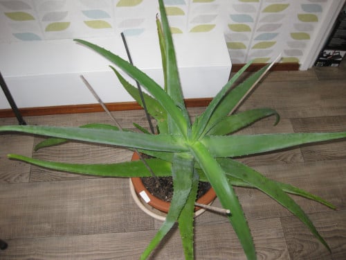 Te koop mooie Allowevera plant