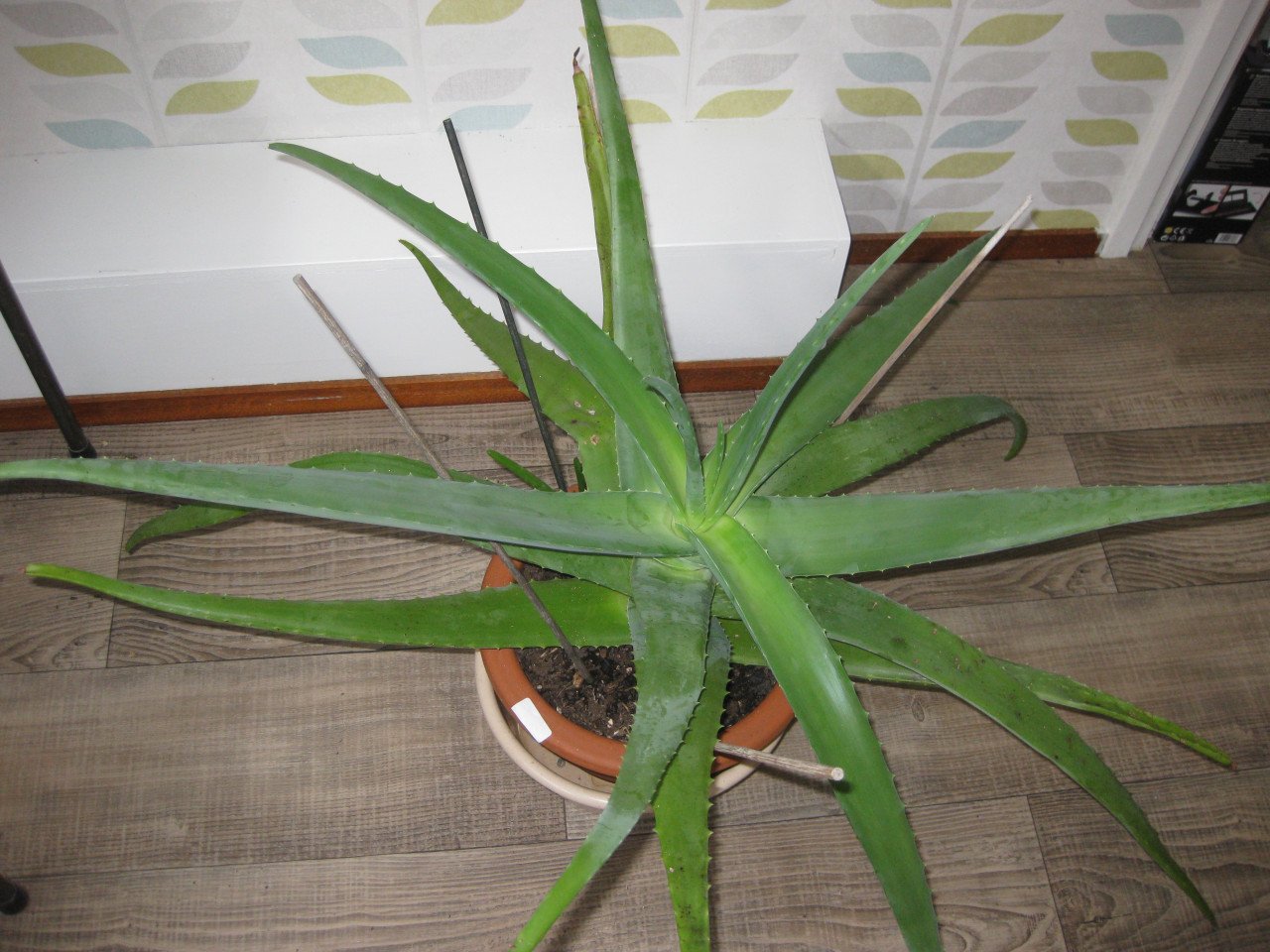 Te koop mooie Allowevera plant