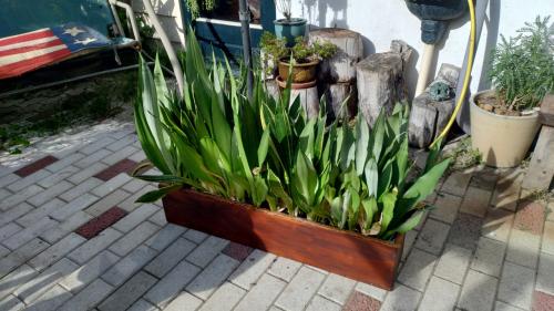 Sanseveria planten