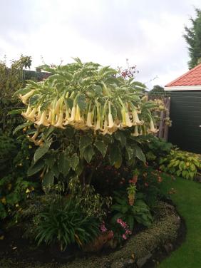 Overjarige brugmansia