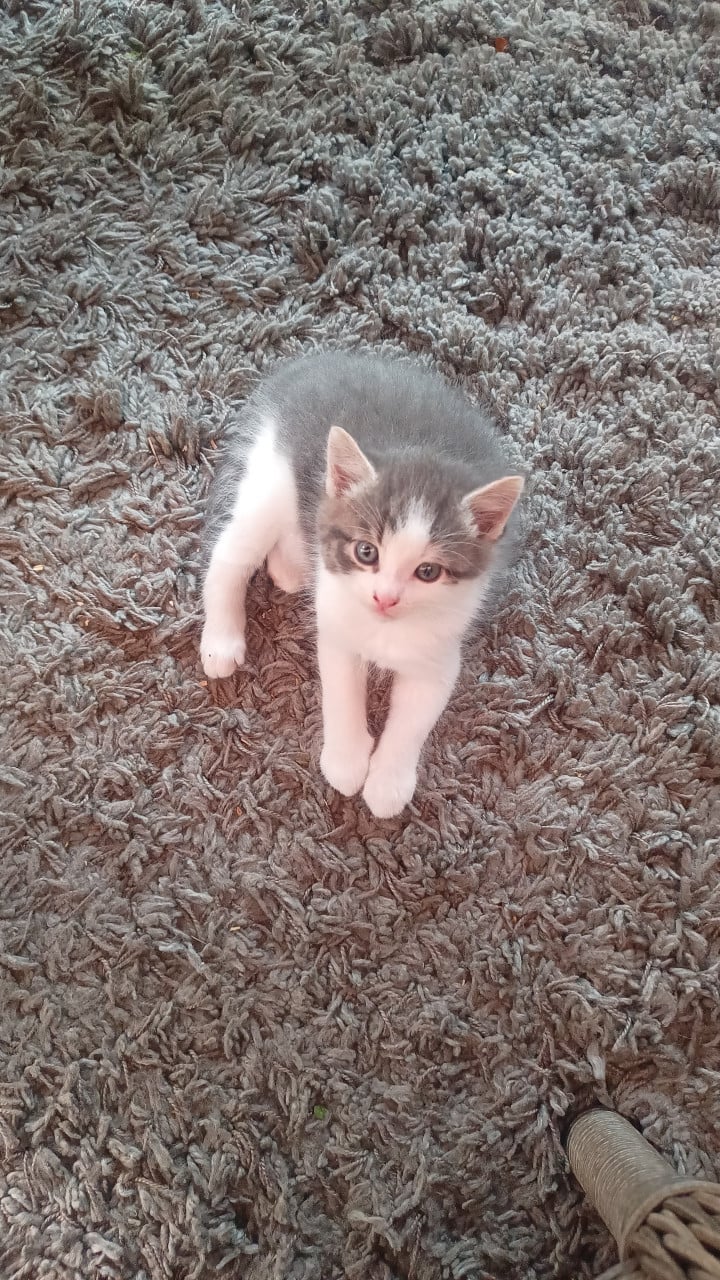 2 ondeugende kittens zoeken nieuw baasje
